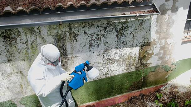 Top rated local Mold Remediation specialists in Gresham, OR
